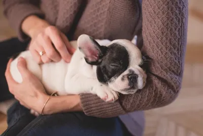 Angel Dog Канистерапия в Харькове