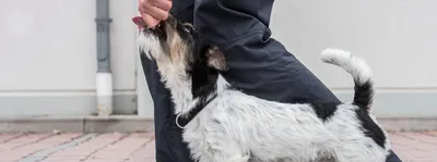 Питбуль (американский питбультерьер): фото собаки, характер, описание и  особенности породы