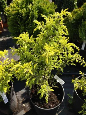 Купить Можжевельник Голд кон Juniperus communis Gold Cone С6/40-50/ в  питомнике в Москве. Интернет-магазин саженцев Садовый центр № 1