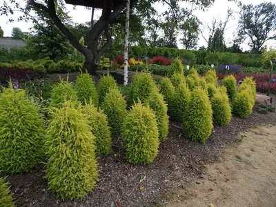 Можжевельник обыкновенный Голд Кон. (Juniperus communis Gold Cone) С3  купить в интернет-магазине ЦВІТСАД с доставкой по Украине