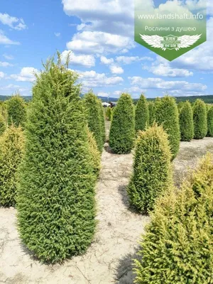 Juniperus communis 'Gold Cone', Можжевельник обыкновенный 'Голд Кон '|landshaft.info