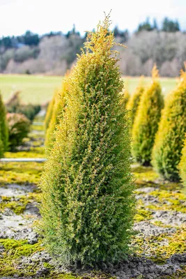 🌱 Можжевельник обыкновенный Gold Cone по цене от 450 руб: саженцы,  крупномеры - купить в Москве с доставкой - интернет-магазин Все Сорта