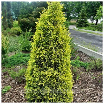 Можжевельник обыкновенный Голд Кон 3 года / Juniperus communis Gold Cone  (ID#1378607576), цена: 130 ₴, купить на Prom.ua