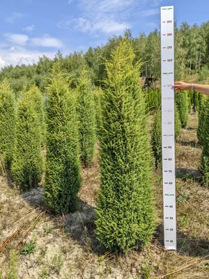Juniperus communis 'Gold Cone', Можжевельник обыкновенный 'Голд Кон '|landshaft.info
