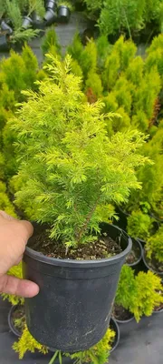 Купить Можжевельник обыкновенный Gold Cone в Киеве. Саженцы Juniperus  communis Голд Кон в контейнерах
