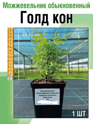 Juniperus communis 'Extra Gold Cone', Ялівець звичайний 'Екстра Голд Кон'