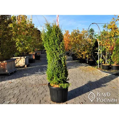 Можжевельник обыкновенный Голд Кон (Gold Cone) купить в Киеве, цена —  Greensad