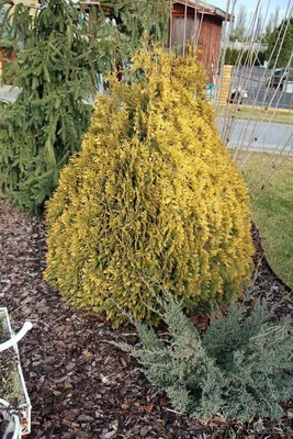 Juniperus communis 'Extra Gold Cone', Можжевельник обыкновенный 'Экстра Голд  Кон'