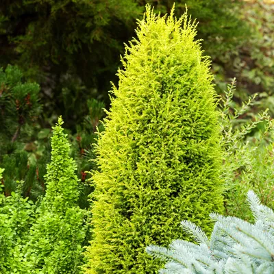 Juniperus communis 'Extra Gold Cone', Можжевельник обыкновенный 'Экстра Голд  Кон'