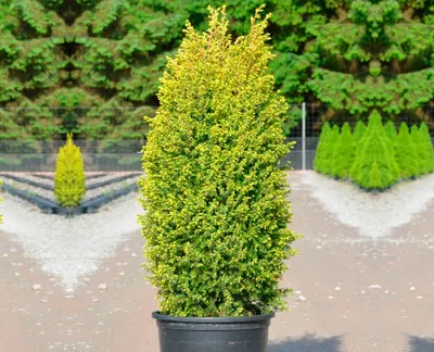 Продажа Можжевельник обыкновенный \"GOLD CONE\" - Juniperus communis Gold  Cone в Санкт-Петербурге. Купить в СПб