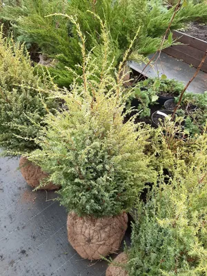 Саженцы Можжевельника обыкновенного Голд Кон (Juniperus communis Gold Cone)  Р9 (ID#645149529), цена: 80 ₴, купить на Prom.ua