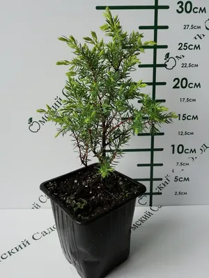 Можжевельник Голд Кон взрослое растение/Juniper Gold Con adult plant -  YouTube