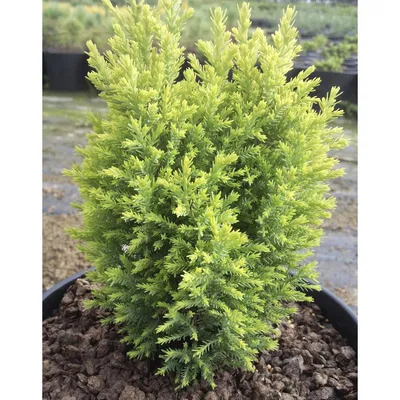 Саженцы Можжевельника обыкновенного Голд Кон (Juniperus communis Gold Cone)  С1 (ID#1651134483), цена: 75 ₴, купить на Prom.ua