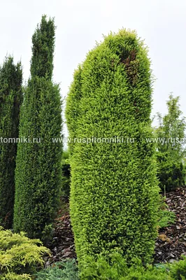 Juniperus communis 'Gold Cone', Можжевельник обыкновенный 'Голд Кон '|landshaft.info