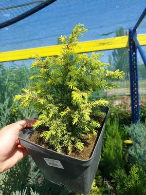 Можжевельник средний Голден Киссен (Golden kissen) 🌲 купить в Москве по  цене от 640 руб