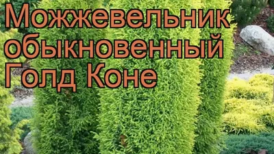 Можжевельник. Купить можевельник с доставкой по Киеву и Украине | EcoVeles