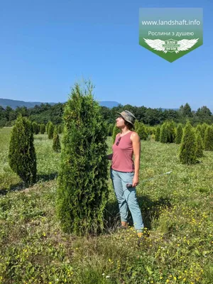 Можжевельник обыкновенный Голд Коне (gold cone) 🌿 обзор: как сажать,  саженцы можжевельника Голд Коне - YouTube