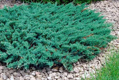Можжевельник Казацкий (Juniperus sabina): цены, купить в Москве
