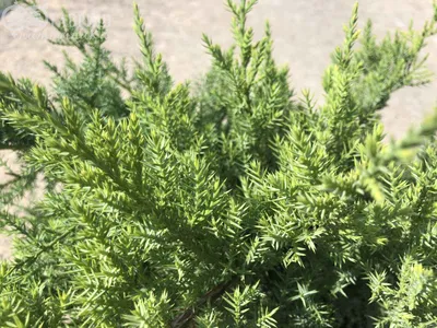 Можжевельник Лайм Глоу С5, (Juniperus Lime Glow) | САД ПОЛТАВИ