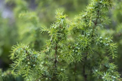 Juniperus communis 'Extra Gold Cone', Можжевельник обыкновенный 'Экстра  Голд Кон'