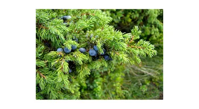 Можжевельник казацкий \"Glauca\"