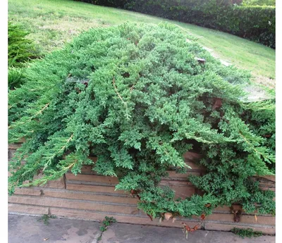 Можжевельник лежачий Нана Juniperus procumbens Nana | Питомник Тайга