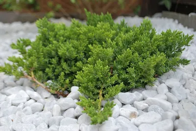 Можжевельник лежачий «Nana» Juniperus procumbens «Nana»