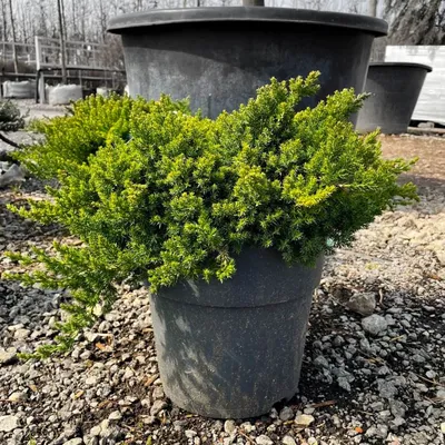 Можжевельник лежачий (Juniperus procumbens Nana)
