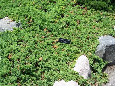 Можжевельник лежачий Нана (Juniperus procumbens Nana) / Садовый центр  Селятино