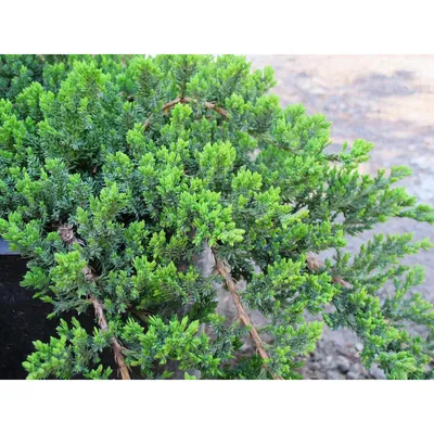 Можжевельник лежачий (juniperus procumbens) Nana / C5 L (ID#874856594),  цена: 450 ₴, купить на Prom.ua