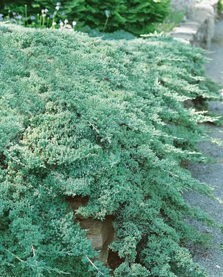 Купить Можжевельник лежачий Нана в Киеве. Саженцы Juniperus procumbens Nana  в контейнерах