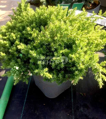 ᐉ Растение Можжевельник лежачий / Juniperus procumbens Nana С10 Ра • Купить  в Киеве, Украине • Лучшая цена в Эпицентр К