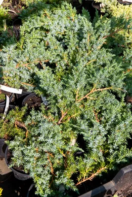 Можжевельник лежачий Nana 5 годовой, Можжевельник лежачий Нана, Juniperus  procumbens Nana, цена 190 грн, купить на UB.UA • UB.UA