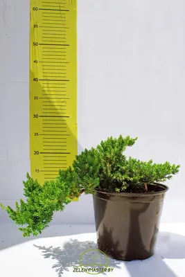 Можжевельник лежачий Нана Juniperus procumbens Nana 10л (ЗК) — цена в LETTO