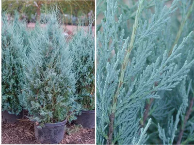 Можжевельник скальный Moonglow (Juniperus scopulorum) — Азовский  лесопитомник