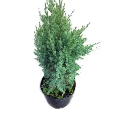 Можжевельник скальный Mунглоу Juniperus scopulorum Moonglow | Питомник Тайга
