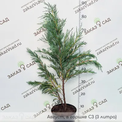 Можжевельник скальный Мунглоу Juniperus scopulorum Moonglow 150грн - Купить  Можжевельник на Ботанике