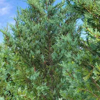 Можжевельник скальный Мунглоу (Juniperus scopulorum «Moonglow»), С3,  выс:60-70см: продажа, цена в Минске. Саженцы декоративных деревьев и  кустарников от \"ЧТУП \"Вырастим вместе ТРЭЙД\"\" - 49138935