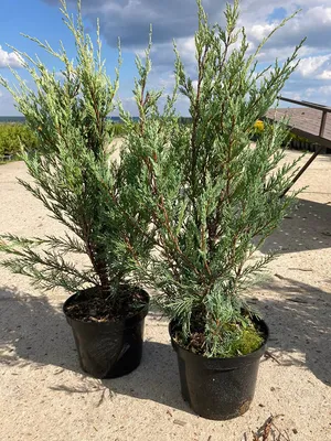 Можжевельник скальный Мунглоу Juniperus scopulorum Moonglow