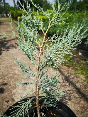 Можжевельник скальный Мунглоу \"Juniperus scopulorum Moonglow\" | САД ПОЛТАВИ