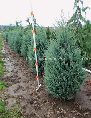 Можжевельник скальный (Juniperus scopulorum) “Moonglow” | Margaritka