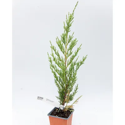 Можжевельник скальный Juniperus scopulorum Moonglow