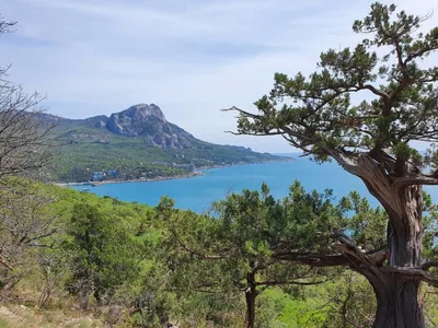 Можжевеловая роща в Крыму, Новый Свет - где находится, фото, цена экскурсии  2024 - Азовский