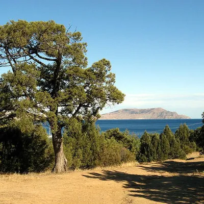 Можжевельник высокий (Juniperus excelsa) — путеводитель по отдыху в Крыму