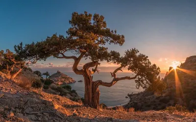 Можжевельник казацкий (Juniperus sabina) — путеводитель по отдыху в Крыму