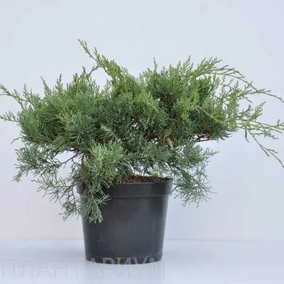 Можжевельник виргинский Хетц. (Juniperus virginiana Hetz) C5 купить в  интернет-магазине ЦВІТСАД с доставкой по Украине