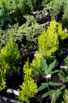 Можжевельник виргинский Хетц. (Juniperus virginiana Hetz) C5 купить в  интернет-магазине ЦВІТСАД с доставкой по Украине