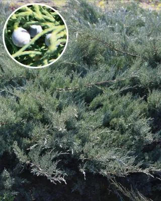 Купить можжевельник виргинский \"хетц\" (juniperus virginiana 'hetz') (ком )  1,2-1,5м саженец с доставкой в Ростове-на-Дону и России