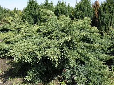 Juniperus virginiana 'Hetz', Можжевельник виргинский 'Хетц'