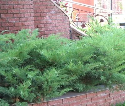 Можжевельник виргинский Хетц (Juniperus virginiana \"Hetzii\") - Питомник и  Садовый центр Русские Деревья